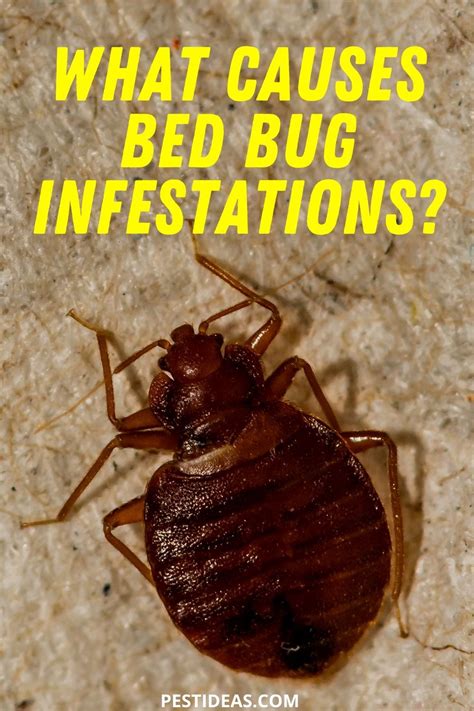 What Causes Bed Bug Infestations Bed Bugs Rid Of Bed Bugs Bed Bugs