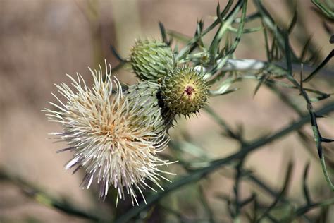 Dune Thistle Dune Thistle Cirsium Pitcheri Ridges Sanct Flickr