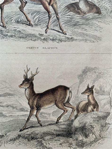 Sir William Jardine 7th Baronet After Antique Prints Of Rare Deers