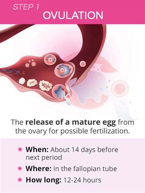 How Conception Works Ovulation Fertilization And