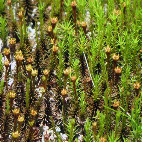 Polytrichum Gametophytes Polytrichum Moss Plants Male An Flickr