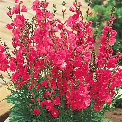 Red Mini Hollyhock This Modern Version Of An Old Fashioned Favorite Is