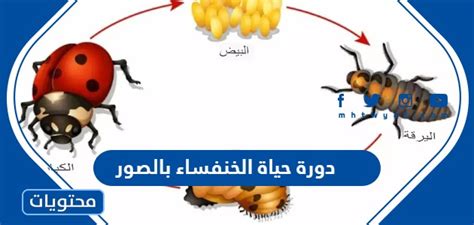 مراحل دورة حياة الخنفساء بالصور موقع محتويات