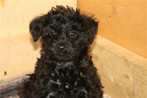 Miniature Schnoodle Puppies For Sale For Sale Adoption From Lethbridge