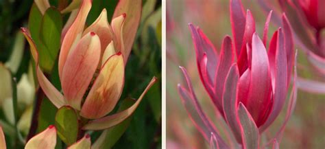 Protea Plant Gold Coast Best Flower Wallpaper