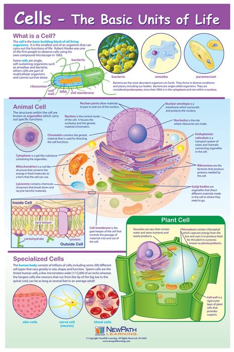 Plant And Animal Cell Organelle Classroom Posters Digital Printable