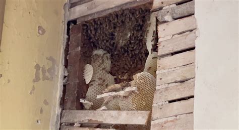 Save The Bees Hive Discovered Inside Lowndes Co Historic Courthouse Walls