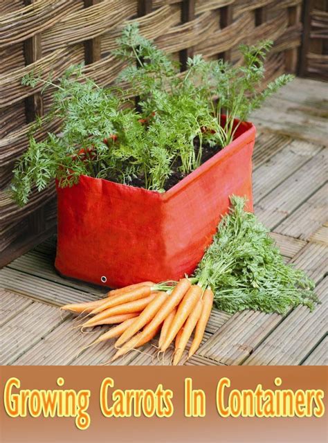 Growing Carrots In Containers Is Easy And You Can Get A Decent Harvest