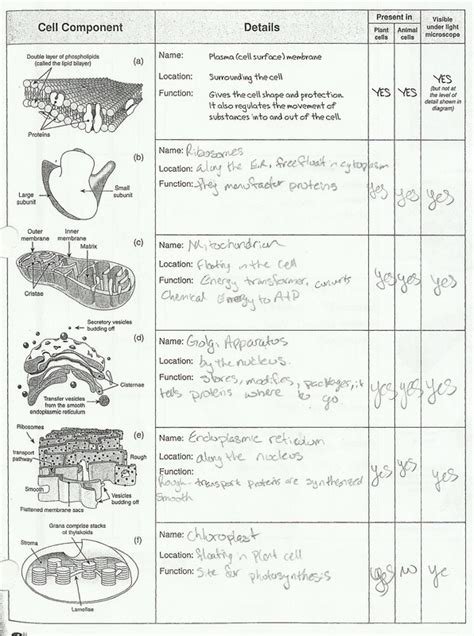 Cell Structures And Organelles Worksheets