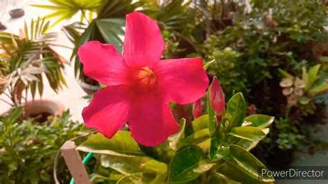 Best Care Tips Mandevilla Flower Vine How To Grow And Care Mandevilla