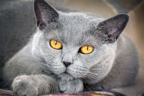 🥇 Image Of Gray Cat With Yellow Eyes Looking At The Camera Free