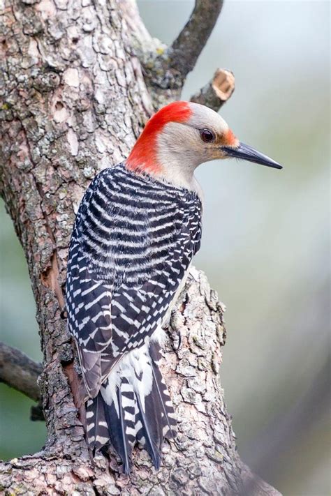Woodpeckers In Pennsylvania The Bird Guide