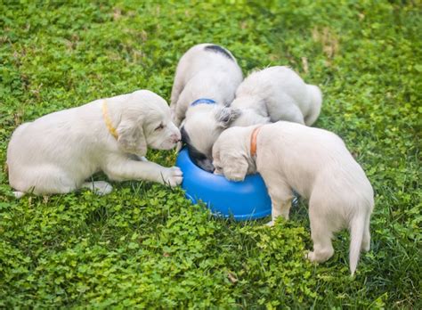 Find out exactly where, when, how and how much you should be feeding your puppy during the first few months of their life. How much food do puppies need? The science behind puppy ...
