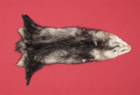 Tanned Furs Opossum 7220 0717