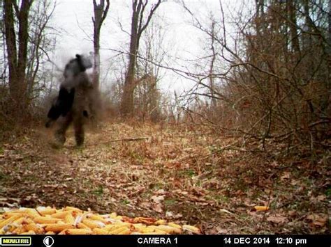 Cryptomundo Game Camera Photo Of Bigfoot