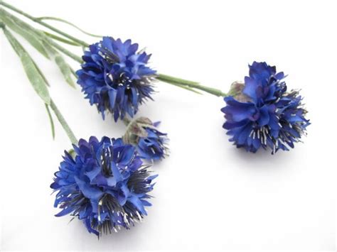 Cornflowers From Loveflowers Find Your Perfect Wedding Flowers At