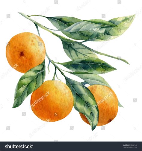Orange Fruit Watercolor Stock Illustration 212952748 Shutterstock