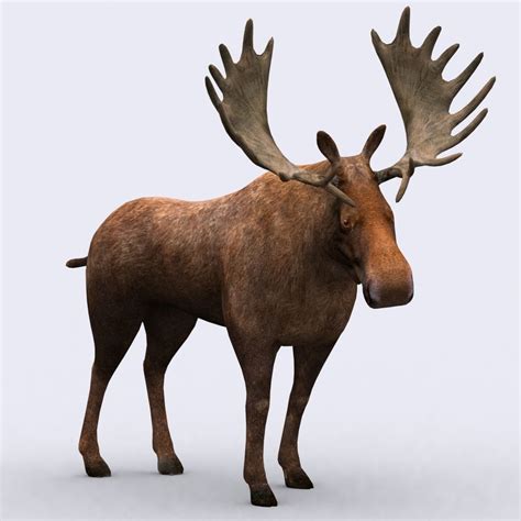 Wild Animal Moose 3d Model