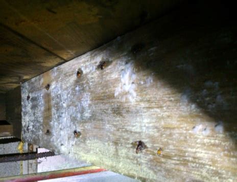 It is most commonly found in buildings that have experienced water damage or are generally damp. Mold or Efflorescence? .......How to Tell the Difference