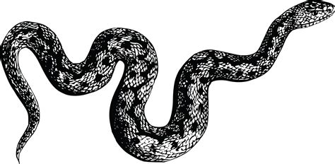Free Clipart Of A Snake
