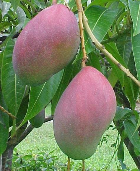 Keitt Mango Variety Grafted Live Fruit Tree From Puerto Rico Outdoor