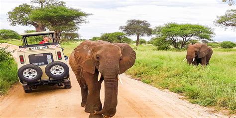 East Africa Safari 13 Days By Contiki Tourradar