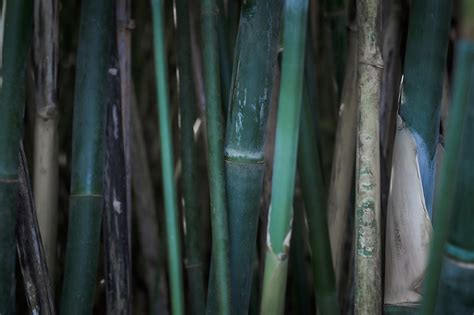 Propiedades de la tela de bambú Poveda Textil