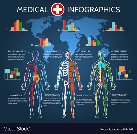 Human Body Anatomy Infographic Royalty Free Vector Image