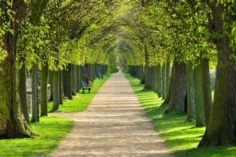 72900 Tree Lined Streets Photos Stock Photos Pictures And Royalty Free