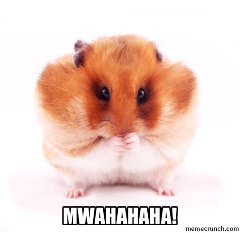 Hamster Meme Video Wrocawski Informator Internetowy