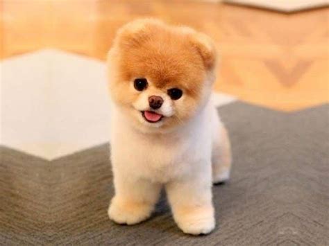 Is Boo Just A Pomeranian With A Haircut