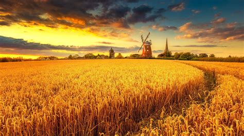2560x1440 Windmill On Wheat Field At Sunset 1440p Resolution Wallpaper