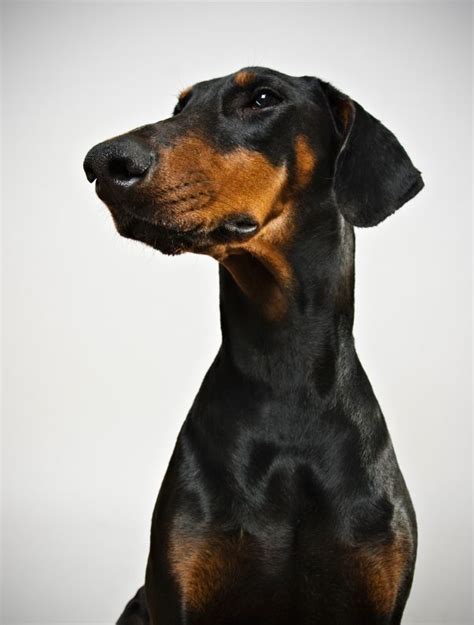 On average, puppies can cost anywhere from as little as $600 to more than $1,300. The Doberman Pinscher's classic look is one of erect ...