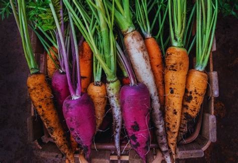 Types Of Carrots 20 Different Varieties And How To Grow Them In Your Garden