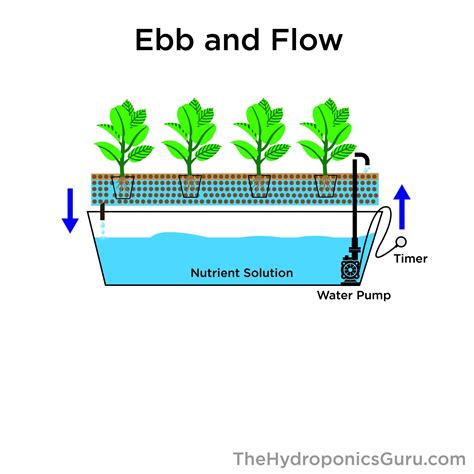 How The Ebb And Flow System Hydroponics System Works The Hydroponics Guru