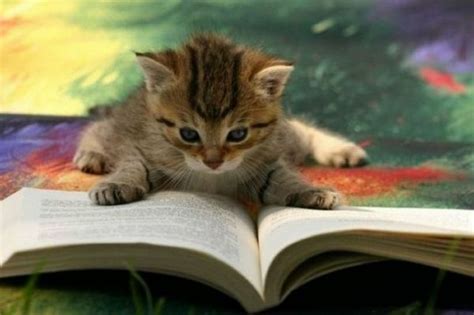 10 Absolutely Adorable Animals Reading Books Amreading