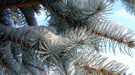 Download Wallpaper 1920x1080 Pine Branch Needles Snow Winter Full