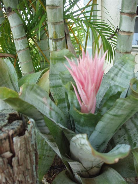 Aechmea Fasciata Bromeliad Plant Care