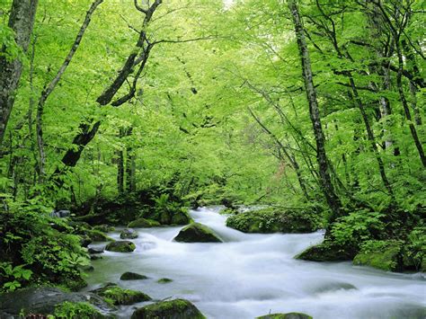 Free Download Wallpapers Green Nature Wallpapers 1600x1200 For Your
