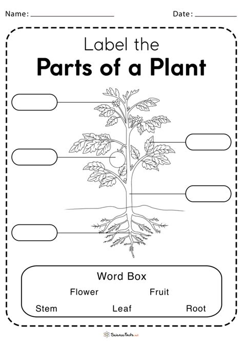 Plants And Their Parts Interactive Worksheet Riset