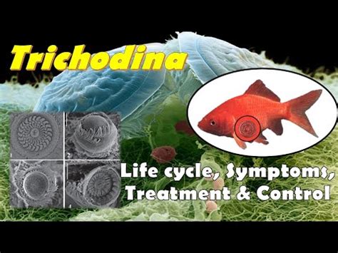 Trichodina Sp Morphology Life Cycle Symptoms Treatment And Control