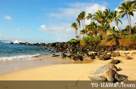 Laniakea Beach Aka Turtle Beach The Best Place To See Green Sea