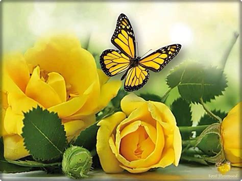 Yellow Rose Butterfly Wallpaper