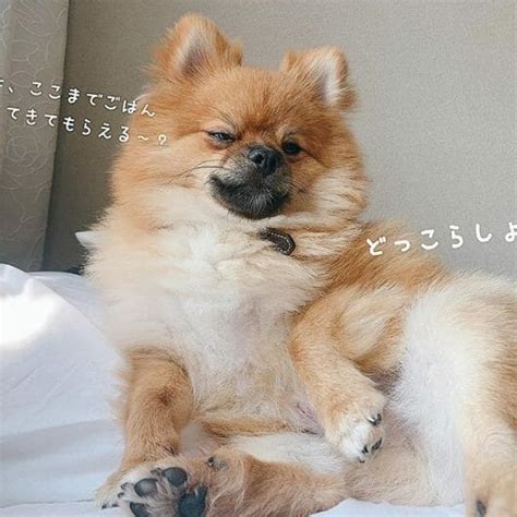 14 Cool Facts You Didnt Know About Pomeranians Page 3 Of 3 Petpress