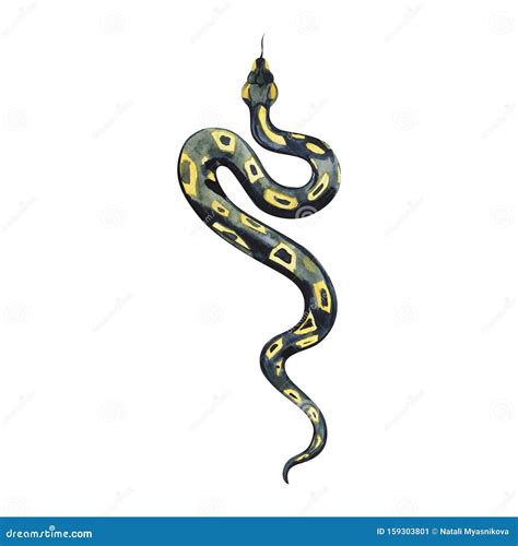 Watercolor Painting Of A Beautiful Black Yellow Snake Anaconda Boa