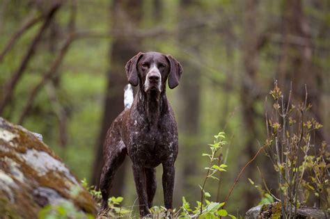 A german shorthair pointer named pepper is this very best dog. German Shorthaired Pointer Dog Breed » Everything About ...