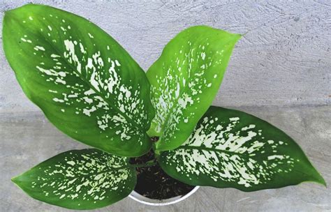 Dieffenbachia Rooted With Soil And Pot Lushbudding Dumb Cane