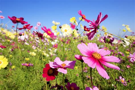 Cosmos Flower Field Stock Photo Image Of Meadow Flower 65851260
