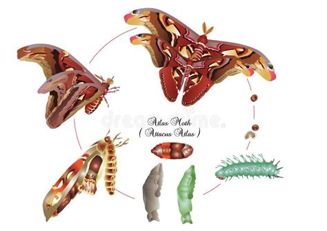 Life Cycle Of Atlas Moth Stock Illustration Illustration Of Wild
