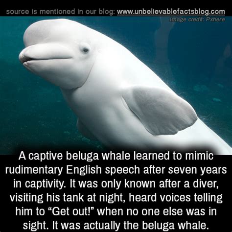 a captive beluga whale learned to mimic rudimentary english speech after seven years in